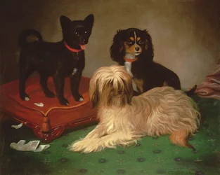 Drei Hunde